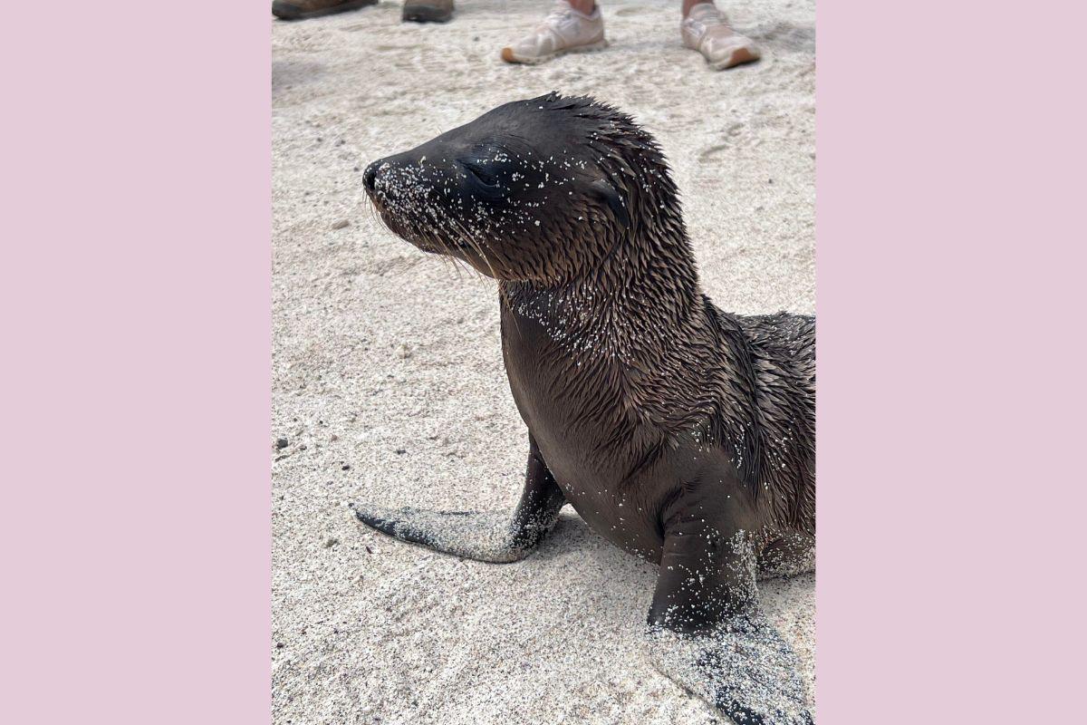 Galapagos - Jan 2024